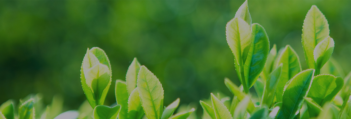 We care for the earth - Striving to preserve the earth for future generations