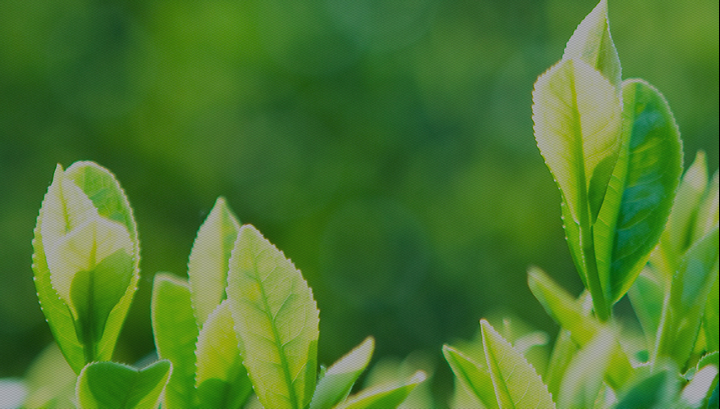 We care for the earth - Striving to preserve the earth for future generations